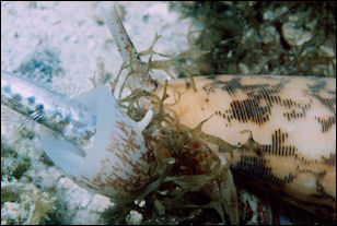 20120518-cone shell Conus_eating_a_fish.jpg